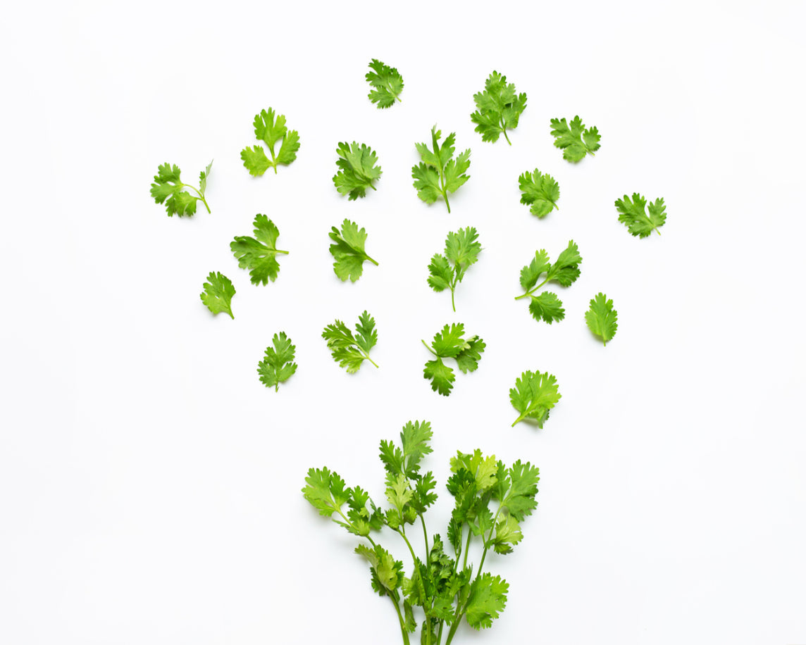 Coriander