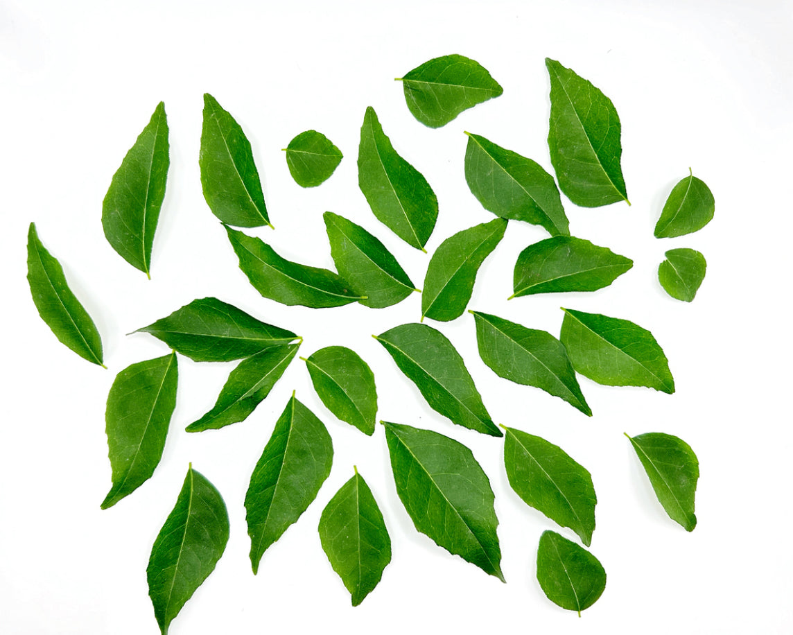 Curry Leaf