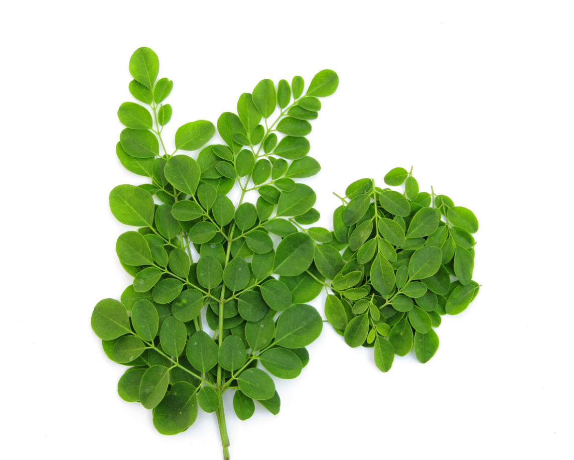 Drumstick Leaves