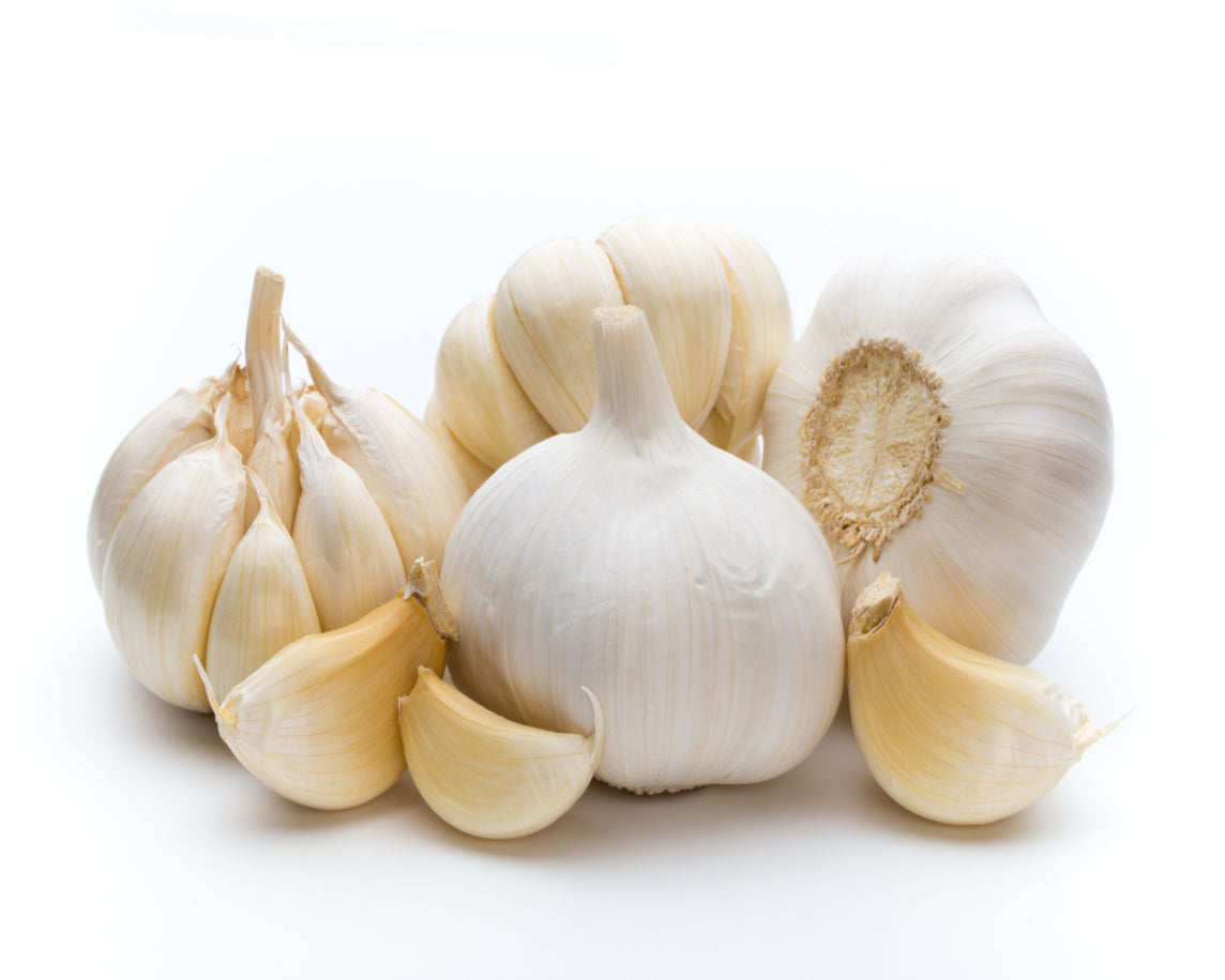 Garlic