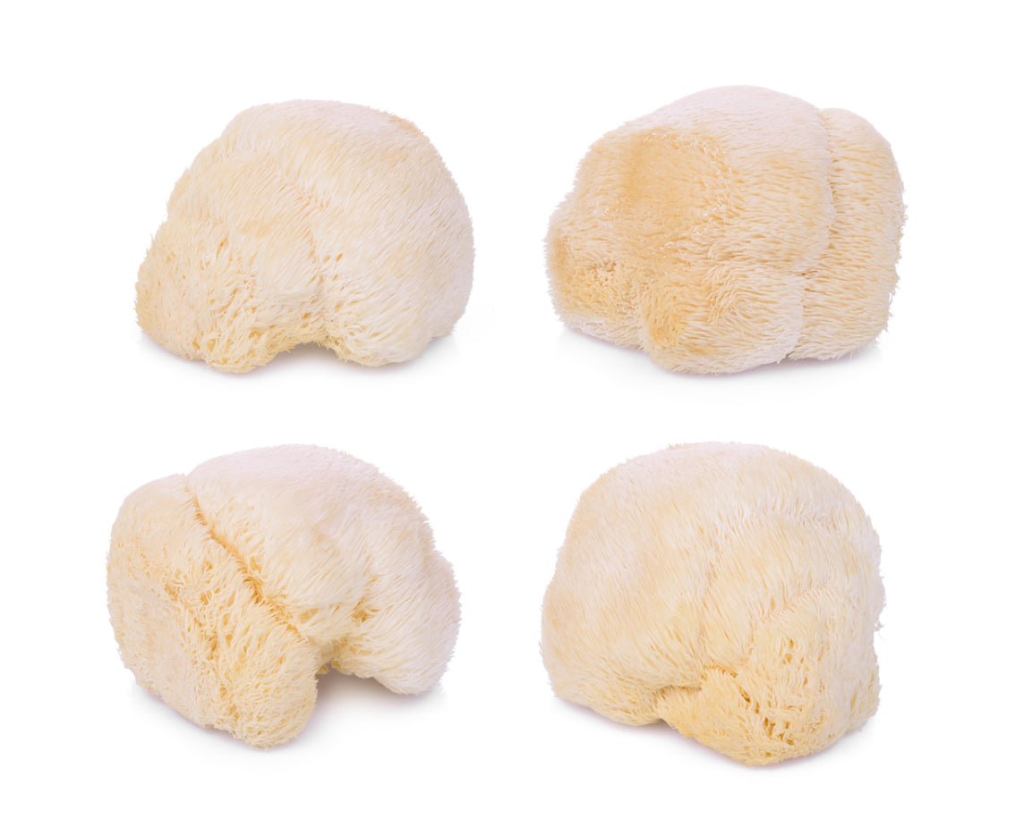 Lions Mane Mushroom