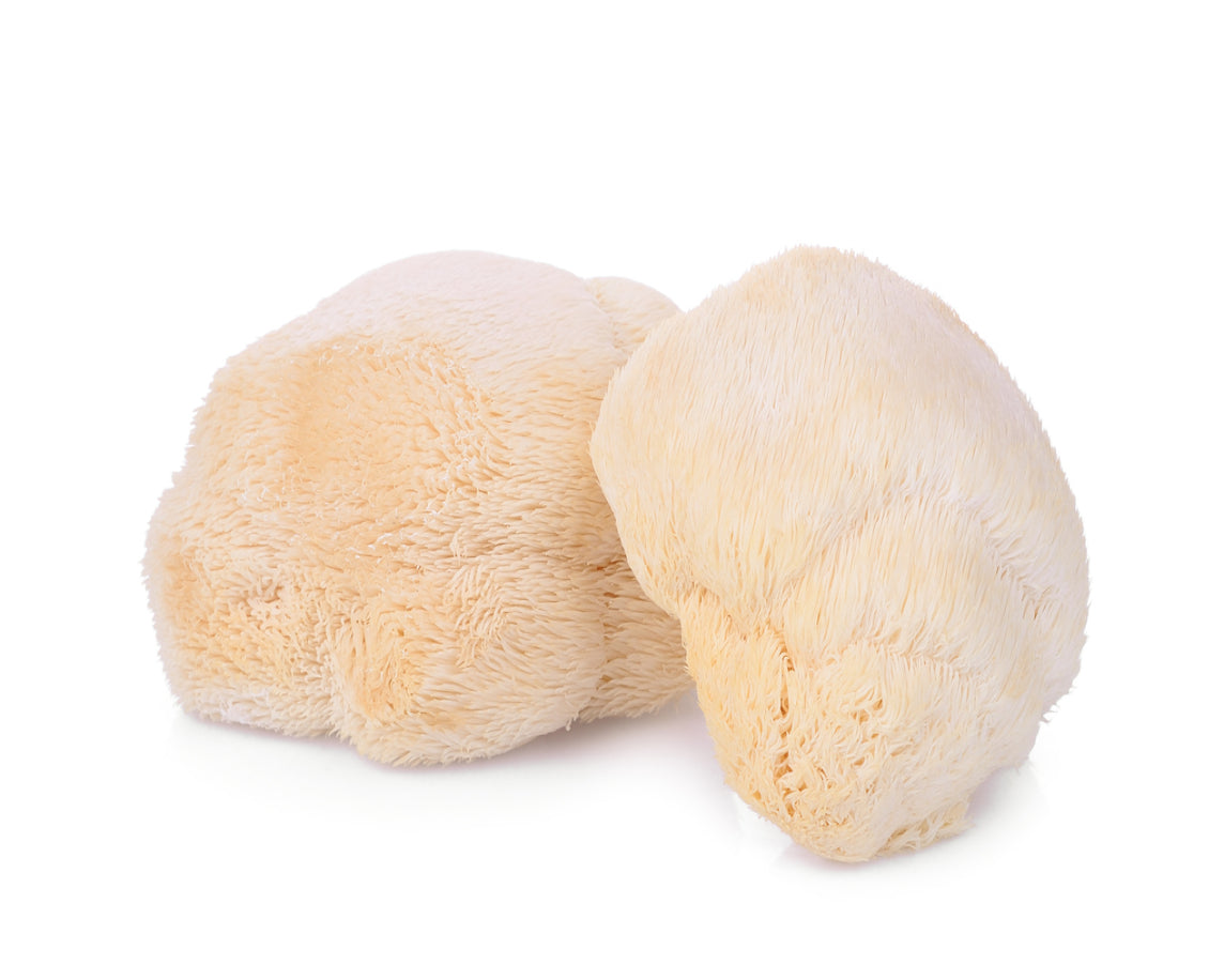 Lions Mane Mushroom