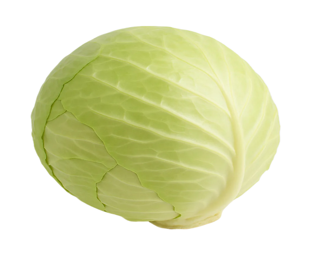 White Cabbage