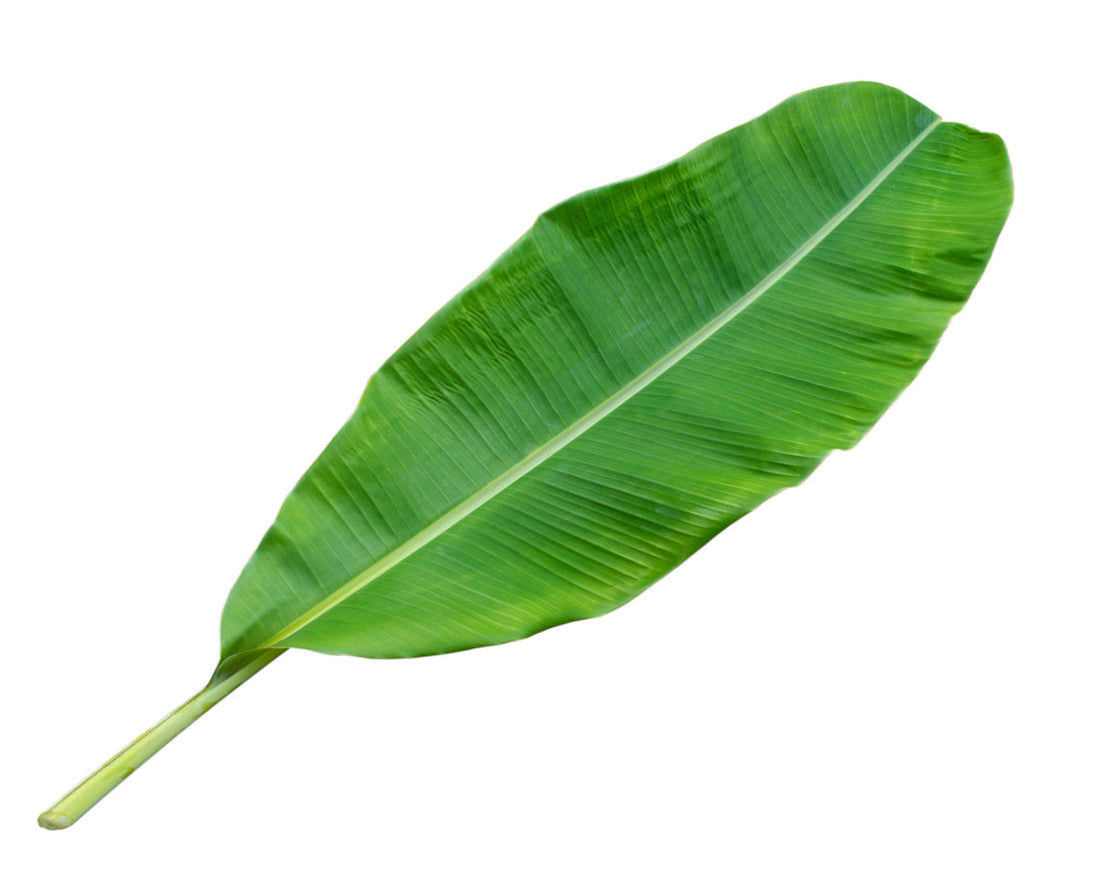 Banana Leaf