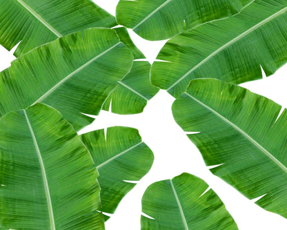 Banana Leaf