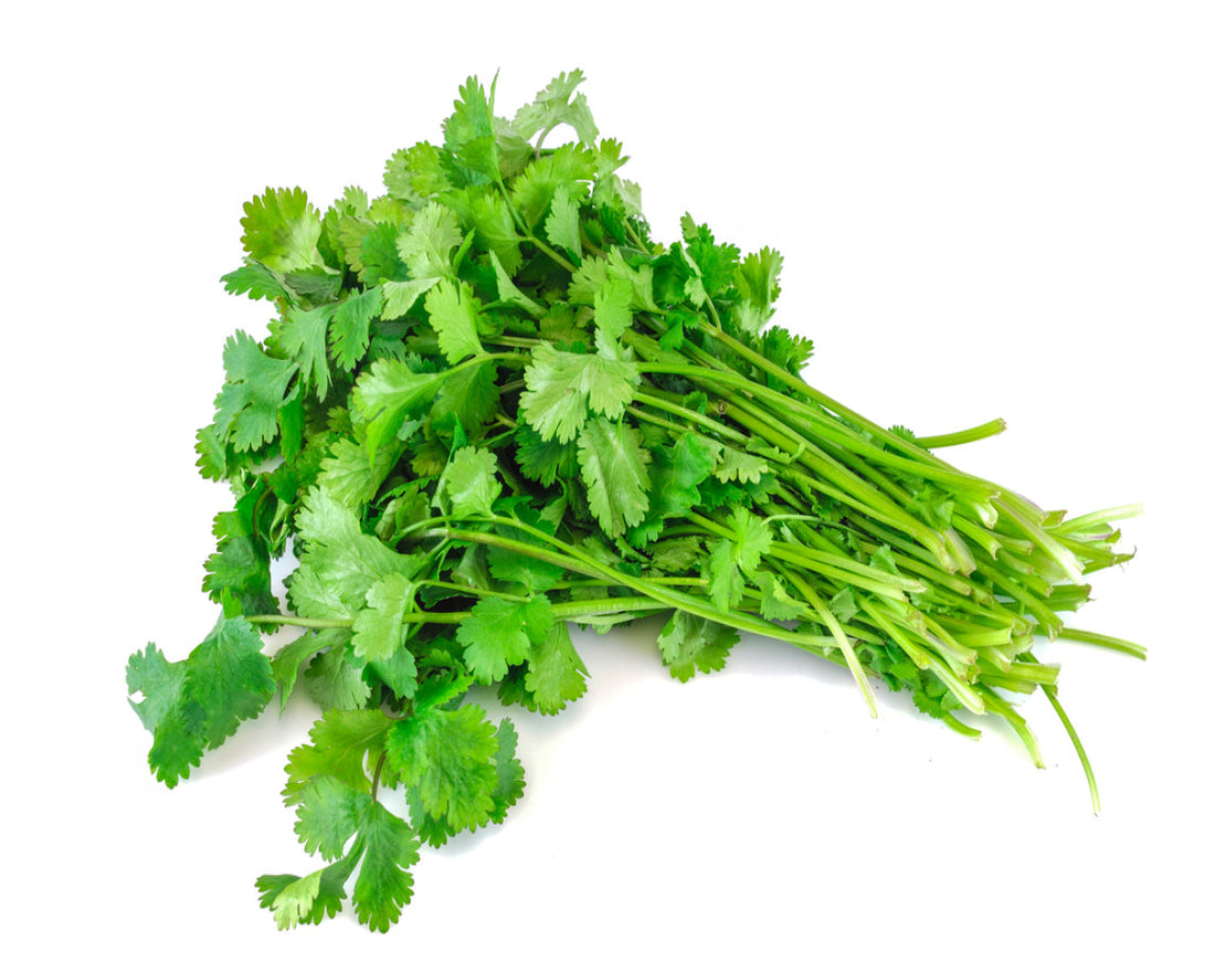 Coriander