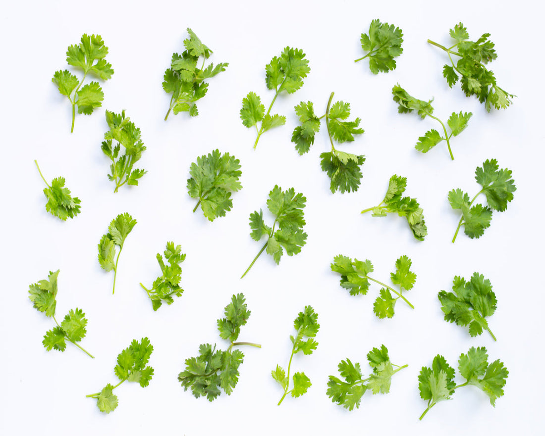 Coriander
