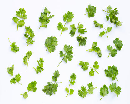 Coriander