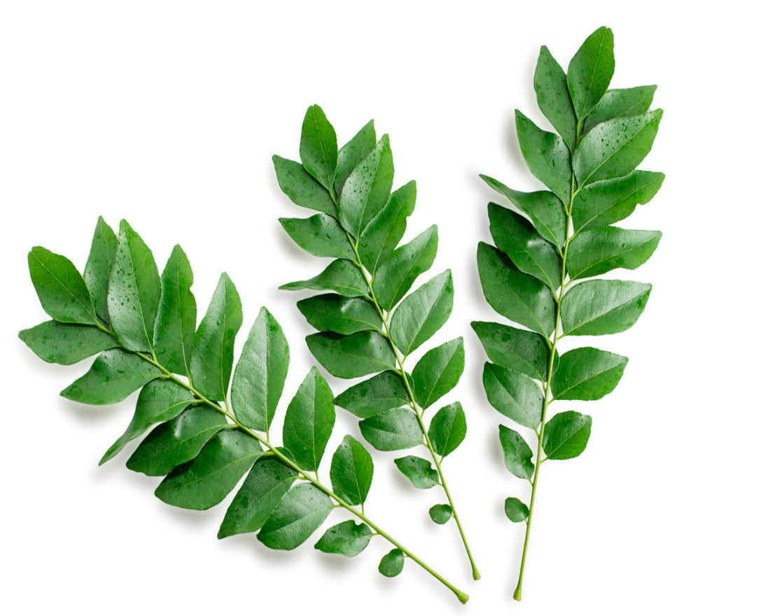 Curry Leaf