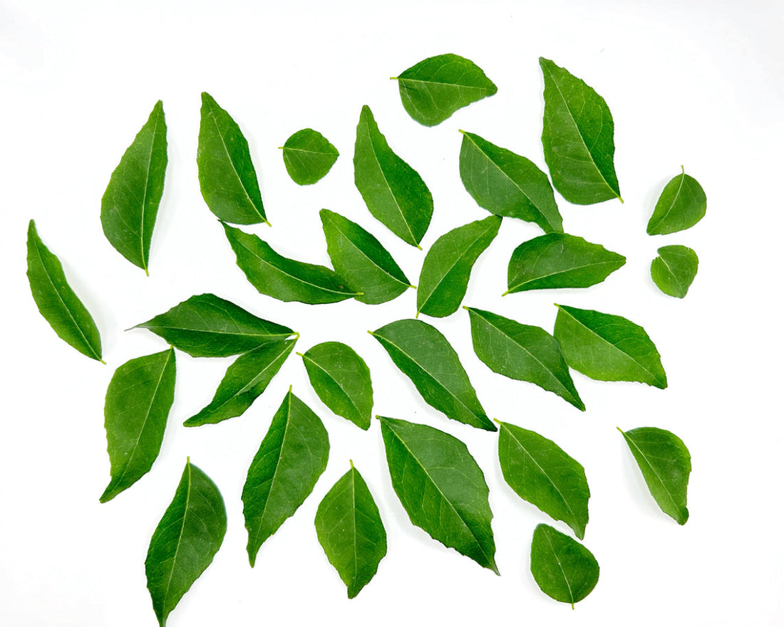 Curry Leaf