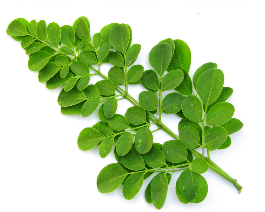 Drumstick Leaves