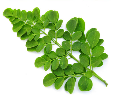 Drumstick Leaves