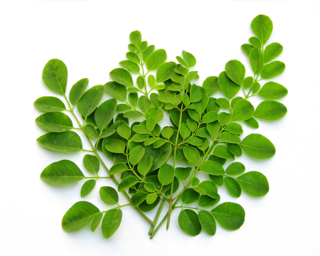 Drumstick Leaves