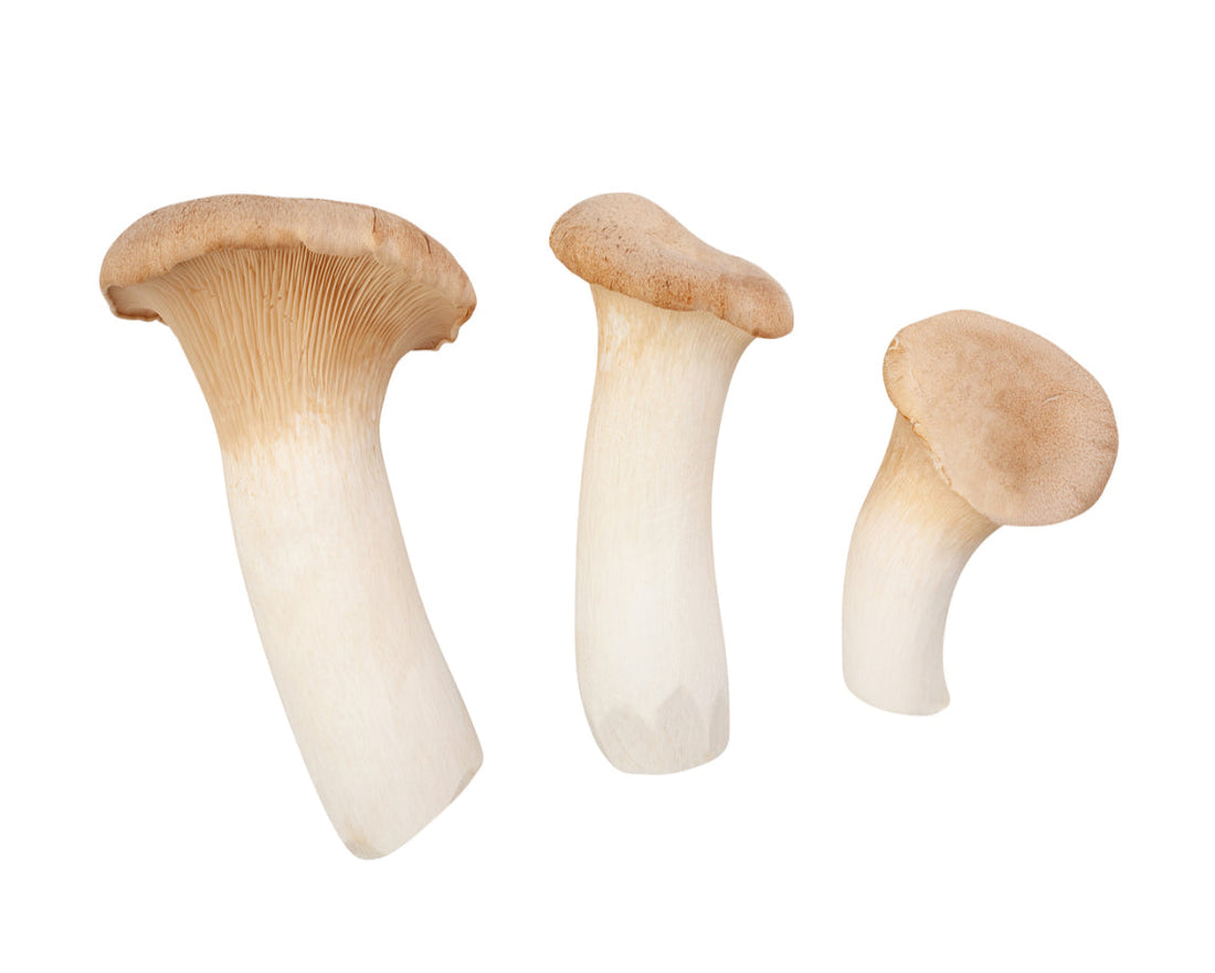 King Oyster Mushroom