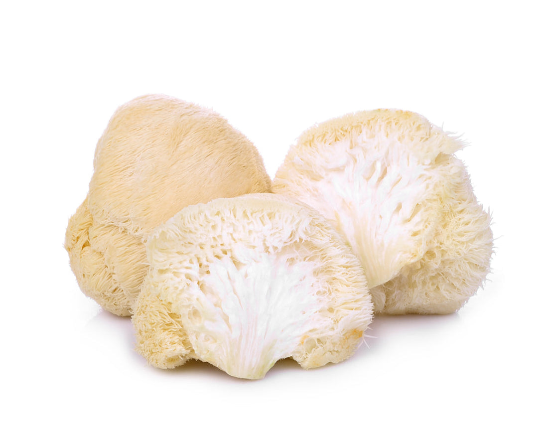 Lions Mane Mushroom
