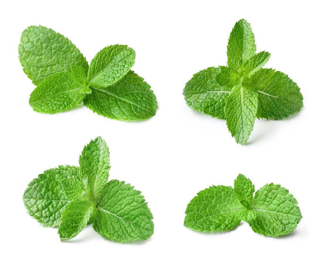 Mint