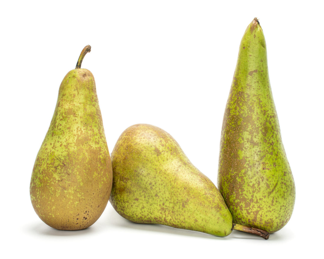 Conference Pear